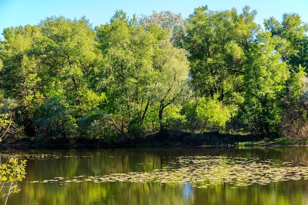 Vista de un hermoso lago en un bosque verde