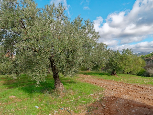 Vista de un hermoso olivo verde.