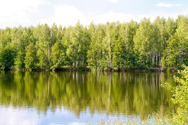 Vista del hermoso río y bosque.