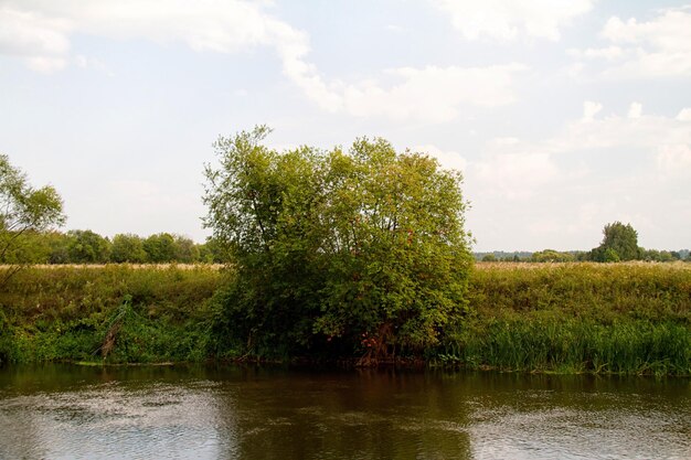 Vista del hermoso río y bosque.