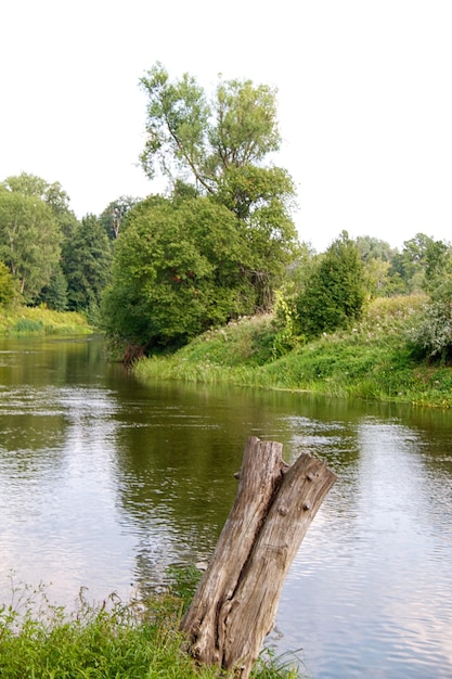 Vista del hermoso río y bosque.