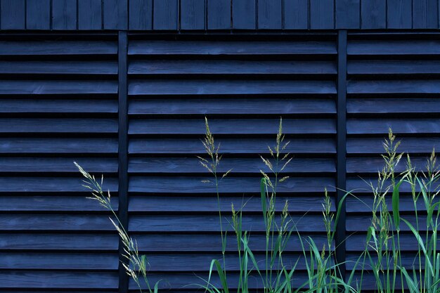 La vista de la hierba alta verde contra una cerca negra hecha de tablones de madera arregló horizontalmente. Concepto de diseño del paisaje, jardín, textura.