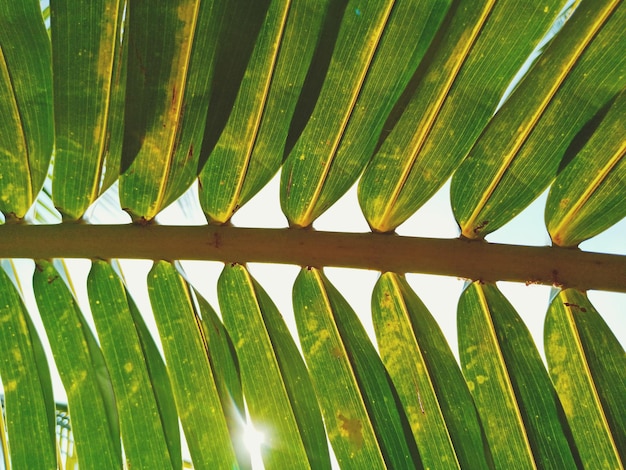 Foto vista de la hoja de palma en ángulo bajo