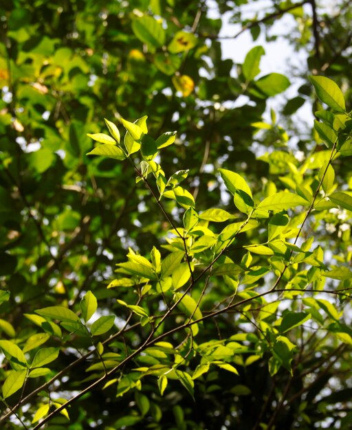 Foto vista de las hojas de los árboles en ángulo bajo