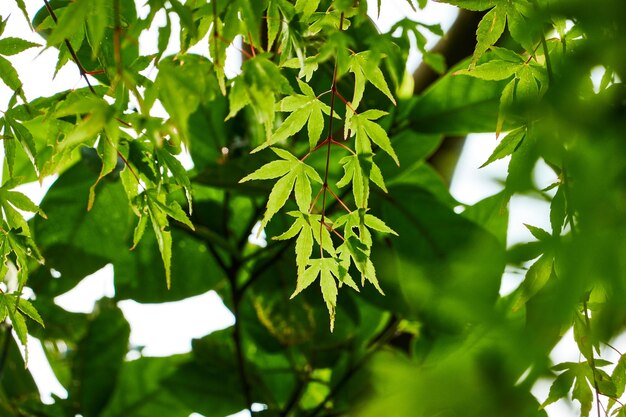 Foto vista de las hojas de la planta en ángulo bajo