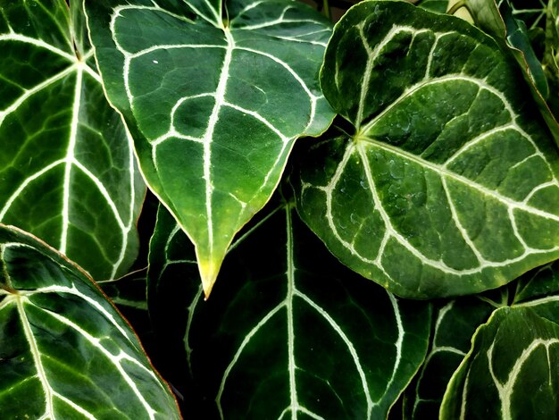 Foto vista de las hojas de las plantas en ángulo alto