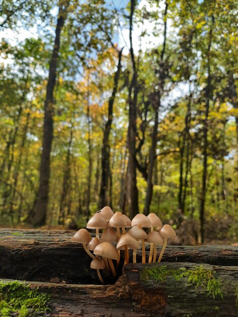 Foto vista de los hongos en el bosque