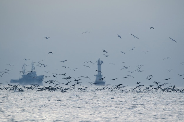 Vista del horizonte del mar con un barco, un faro y una bandada de pájaros en el cielo y el mar.