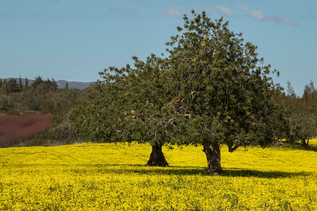Vista de una huerta de algarrobo en un campo de flores amarillas en el campo de Portugal.