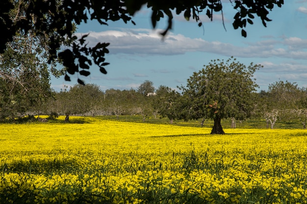 Vista de una huerta de algarrobo en un campo de flores amarillas en el campo de Portugal.