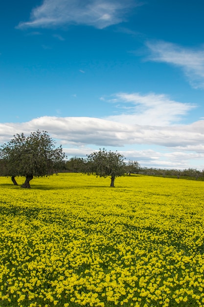 Vista de una huerta de algarrobo en un campo de flores amarillas en el campo de Portugal.