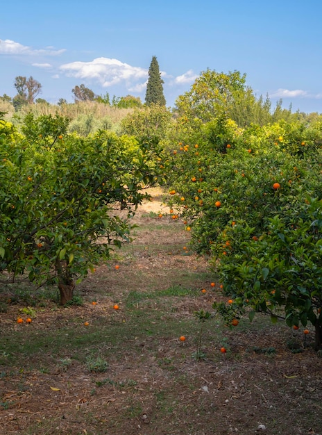 Vista de los huertos de naranjas en el Peloponeso en Grecia