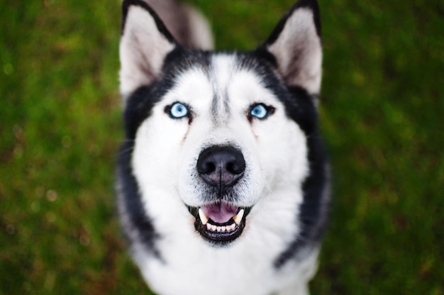Vista de un husky desde un ángulo alto