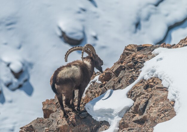 Foto vista del íbex en la roca