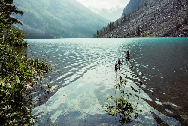 Vista incrível para ondulações meditativas nas águas calmas e claras do lago de montanha.