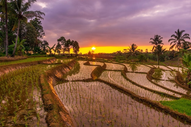 Vista de Indonesia en el reflejo matutino del hermoso paisaje del campo de arroz al atardecer