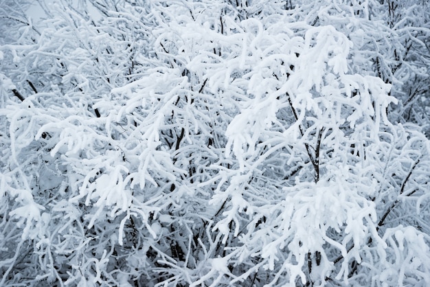 Vista inferior, altos belos pinheiros majestosos cobertos de neve em uma floresta contra um céu azul nebuloso nublado dia frio de inverno