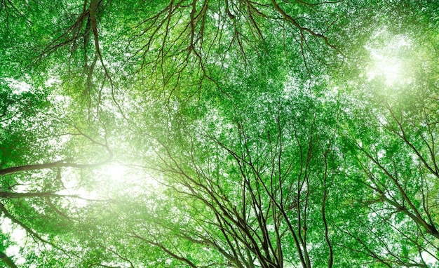 Vista inferior del árbol con hojas y ramas verdes en un ambiente de bosque tropical en el parque Green