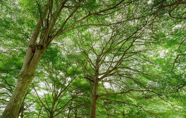 Vista inferior del árbol con hojas verdes en el bosque tropical Ecosistema Ambiente fresco en el parque Verde