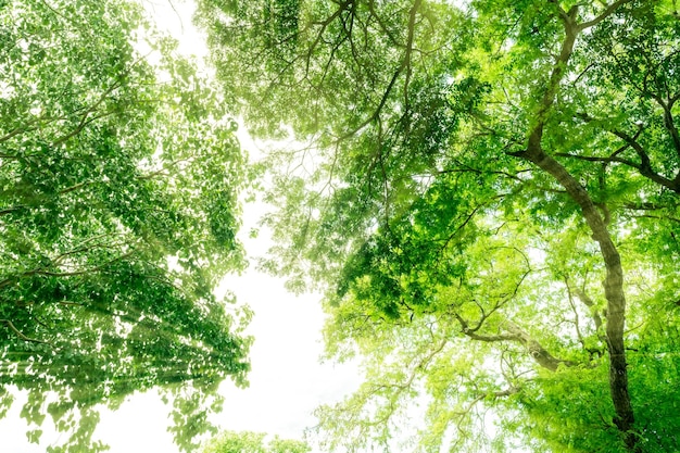 Vista inferior del árbol con hojas verdes en el bosque tropical con luz solar Ambiente fresco en el parque