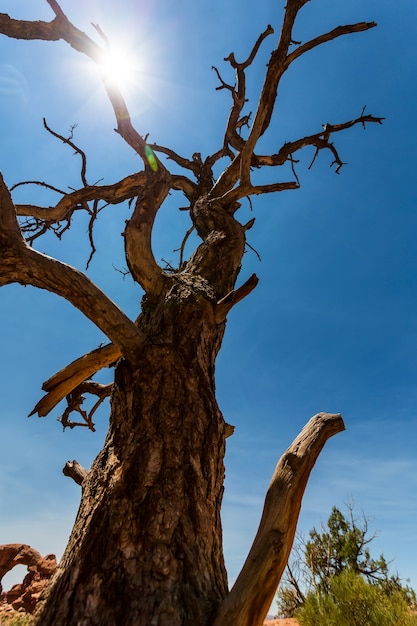 Vista inferior del árbol seco.