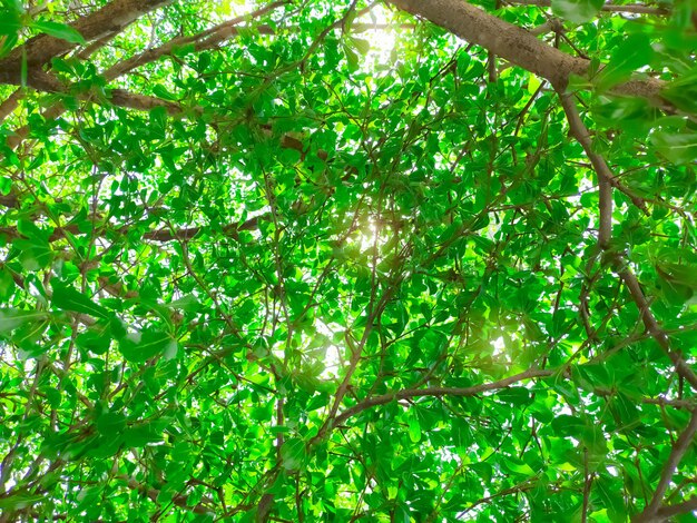 Vista inferior de árboles y hojas verdes en bosque tropical con luz solar. Ambiente fresco en el parque. Las plantas verdes dan oxígeno en el jardín de verano. Árbol forestal con hojas pequeñas en un día soleado. Ir concepto verde