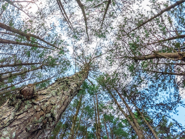 Vista inferior de los árboles de pino altos en el bosque imperecedero de Tailandia.