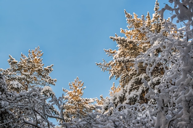 Vista inferior para aspirar a la cima de los pinos nevados en un día soleado de invierno.