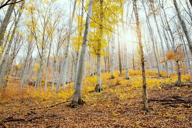 Vista inferior del bosque de otoño