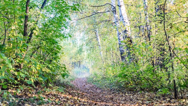 Vista inferior del camino en el bosque de otoño, Tomsk, Siberia.