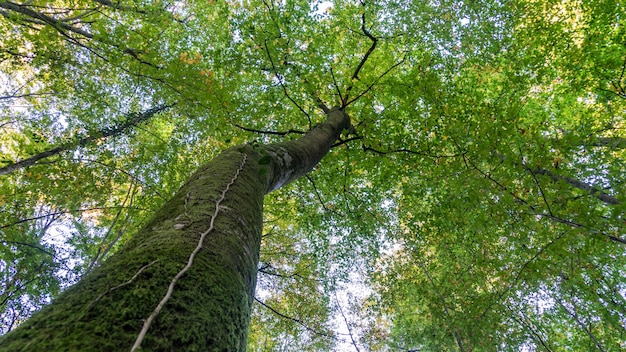 Vista inferior a la copa del árbol grande y alto en el bosque. Sochi, Rusia.