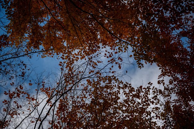Vista inferior de las copas de los árboles en el bosque de otoño Espléndida escena matutina en el colorido bosque Fondo del concepto de belleza de la naturaleza