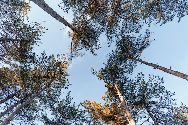 Vista inferior das árvores da floresta