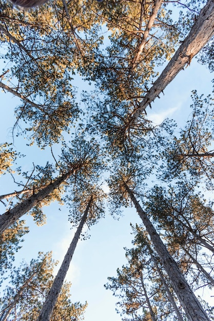 Foto vista inferior das árvores da floresta