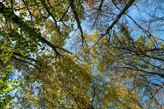 Vista inferior das copas das árvores na floresta de outono Fundo da floresta de outono Árvores com folhas coloridas redorange árvores no parque de outono Folhas e árvores coloridas contra o céu azul