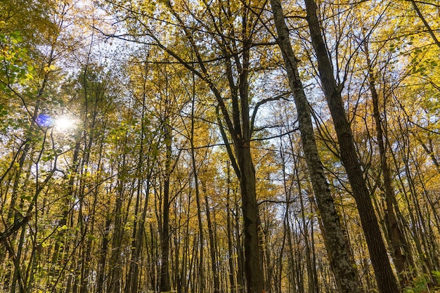 Vista inferior das copas das árvores na floresta de outono Fundo da floresta de outono Árvores com folhas coloridas brilhantes redorange árvores no parque de outono O lento processo de mudança do estado da natureza