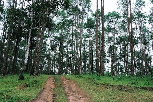 Vista inferior de árvores altas e velhas na floresta primitiva perene no Nature Pine Park