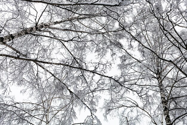 Vista inferior de bétulas cobertas de neve na floresta