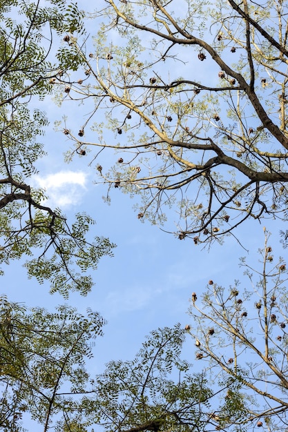 Vista inferior de galhos de árvores espalhadas sob o céu brilhante