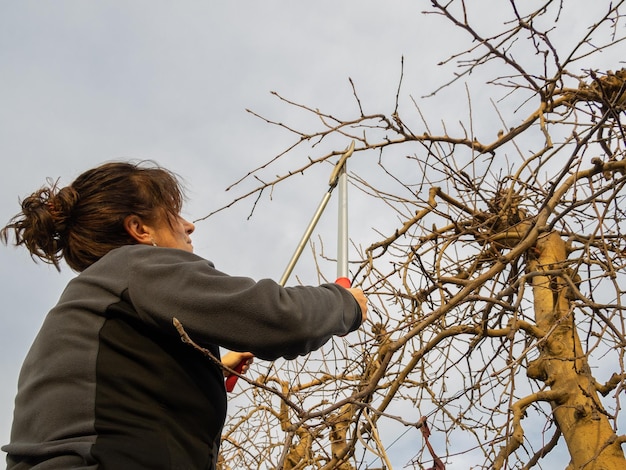 Vista inferior de uma mulher podando árvores frutíferas no inverno com tesoura