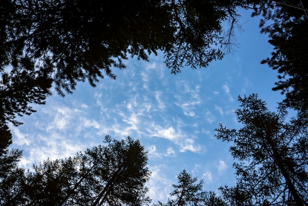 Vista inferior do céu claro através de coroas de árvores coníferas