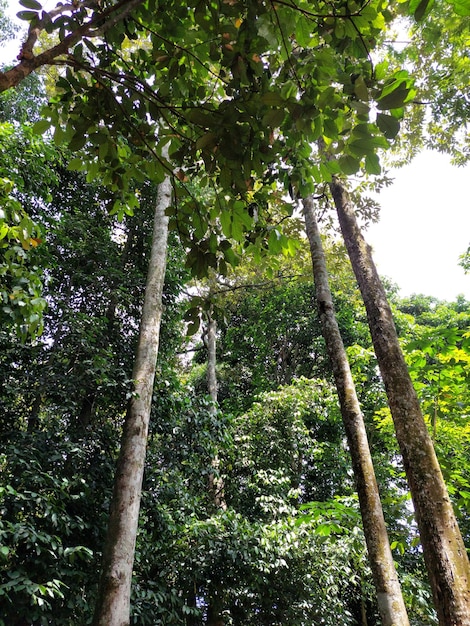 Vista inferior do tronco da árvore para as folhas verdes da grande árvore na floresta tropical com luz solar Ambiente fresco no parque