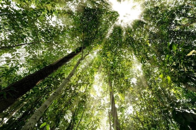 Vista inferior do tronco da árvore para as folhas verdes das árvores na floresta tropical Floresta arbórea para crédito de carbono