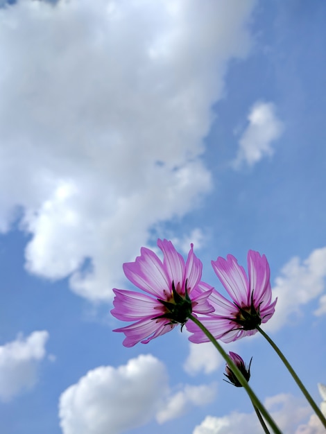 Vista inferior de una hermosa flor.