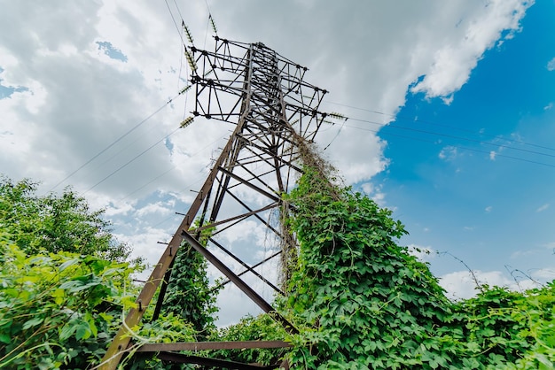 Vista inferior de la línea eléctrica en el campo contra un cielo azul y un primer plano de hiedra verde