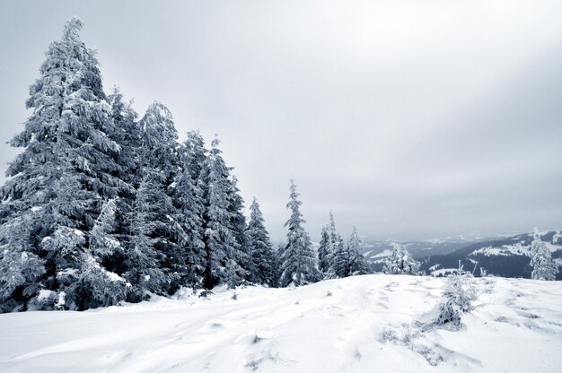 Vista inferior maciços chiques nevados