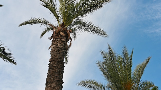 Vista inferior de una palmera