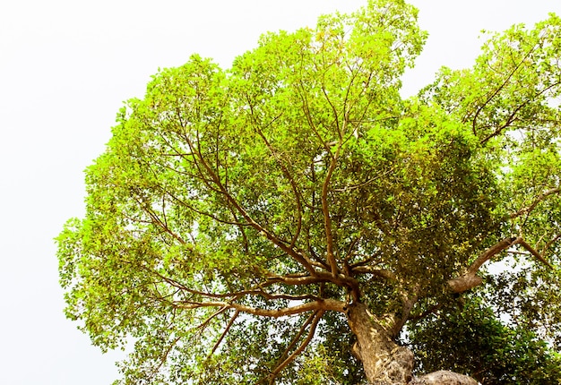 Vista inferior del tronco de un árbol a las hojas verdes de un gran árbol. El ambiente fresco del parque. Las plantas verdes dan oxígeno. Árbol forestal con hojas pequeñas en un día soleado.