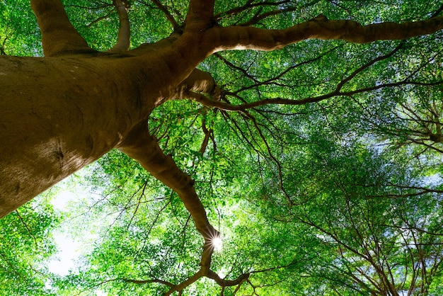 Vista inferior del tronco de un árbol a las hojas verdes del gran árbol en el bosque tropical con luz solar.