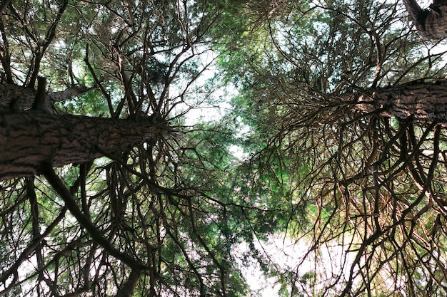 Vista inferior . troncos de pino con ramas. Rayos de sol en la copa del árbol